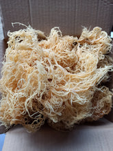 Load image into Gallery viewer, 100% Wild Harvested Irish moss Barbados Sea Moss Eucheuma Cottonii Dr.sebi WHOLESALE
