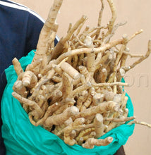Load image into Gallery viewer, Mondia Whitei Root Tea Cut /Kimbiolongo / Mulondo / Gondolosi / Entengo / Mukombero Authentic DR Congo Rainforest Herb
