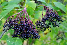 Load image into Gallery viewer, Black Elderberry extract powder anthocyanidins 25%, elderberry sambucus nigra
