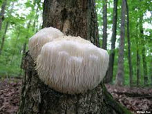 Load image into Gallery viewer, Lions Mane Mushroom Hericium Erinaceus organic Extract Powder premium quality