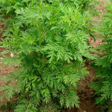 Load image into Gallery viewer, Artemisia Annua Extract Powder Artemisinin 99% Pure Sweet Wormwood