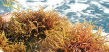 Load image into Gallery viewer, 100% Wild Harvested Irish moss Barbados Sea Moss Eucheuma Cottonii Dr.sebi WHOLESALE