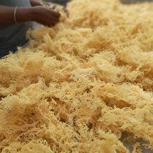 Load image into Gallery viewer, 100% Wild Harvested Irish moss Barbados Sea Moss Eucheuma Cottonii Dr.sebi WHOLESALE