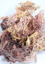 Load image into Gallery viewer, Sea Moss Zanzibar Eucheuma Cottonii Irish moss 100% Wild Harvested Dr.sebi 1kg, 10kg, 23kg & 46kg WHOLESALE