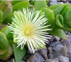 The Science Behind Kanna's Feel-Good Effects