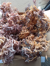 Загрузить изображение в средство просмотра галереи, Purple Gracilaria and Eucheuma Cottonii Mixed Sea Moss premium quality Zanzibar
