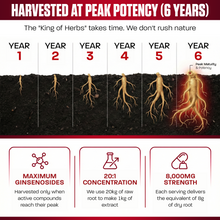 Carregar imagem no visualizador da galeria, Korean Red Ginseng Extract Powder – 100% Pure 6-Year-Old Red Panax Ginseng | 20:1 High-Potency Extract | Energy, Focus, and Immune Support
