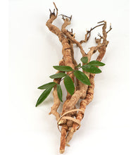 Carregar imagem no visualizador da galeria, Tongkat Ali Root Slice Yellow Root Slice Tongkat Ali Wild Longjack Indonesia Muscle Strength Increase Libido Booster Natural Testosterone
