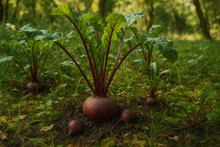 Load image into Gallery viewer, beetroot growing in the wild 
