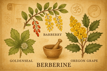 Load image into Gallery viewer, Plants containing berberine have a long history of use in both Ayurvedic and Chinese medicine
