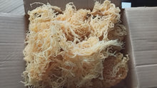 Charger et lire la vidéo dans la visionneuse de la Galerie, 100% Wild Harvested Irish moss Barbados Sea Moss Eucheuma Cottonii Dr.sebi WHOLESALE

