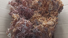 Load and play video in Gallery viewer, Purple Gracilaria and Eucheuma Cottonii Mixed Sea Moss premium quality Zanzibar
