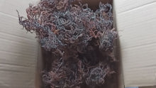 Carregar e reproduzir vídeo no visualizador da Galeria, Zanzibar Purple Gracilaria Sea Moss premium quality 100% Ocean Wild Harvested
