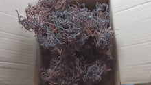 Загружайте и воспроизводите видео в средстве просмотра галереи Zanzibar Purple Gracilaria Sea Moss premium quality 100% Ocean Wild Harvested
