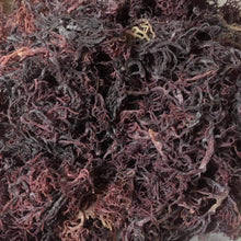Load image into Gallery viewer, zanzibar Purple Gracilaria Sea Moss premium quality 100% Ocean Wild Harvested
