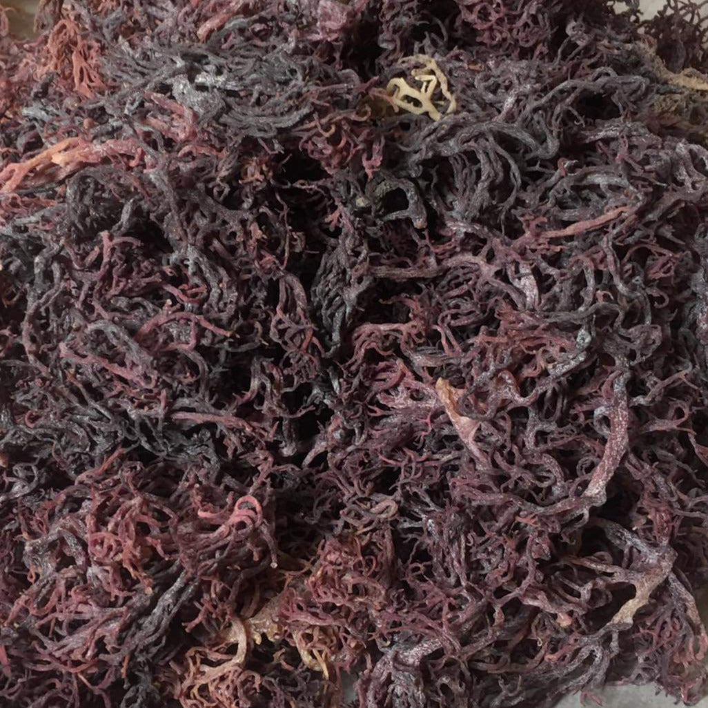 zanzibar Purple Gracilaria Sea Moss premium quality 100% Ocean Wild Harvested