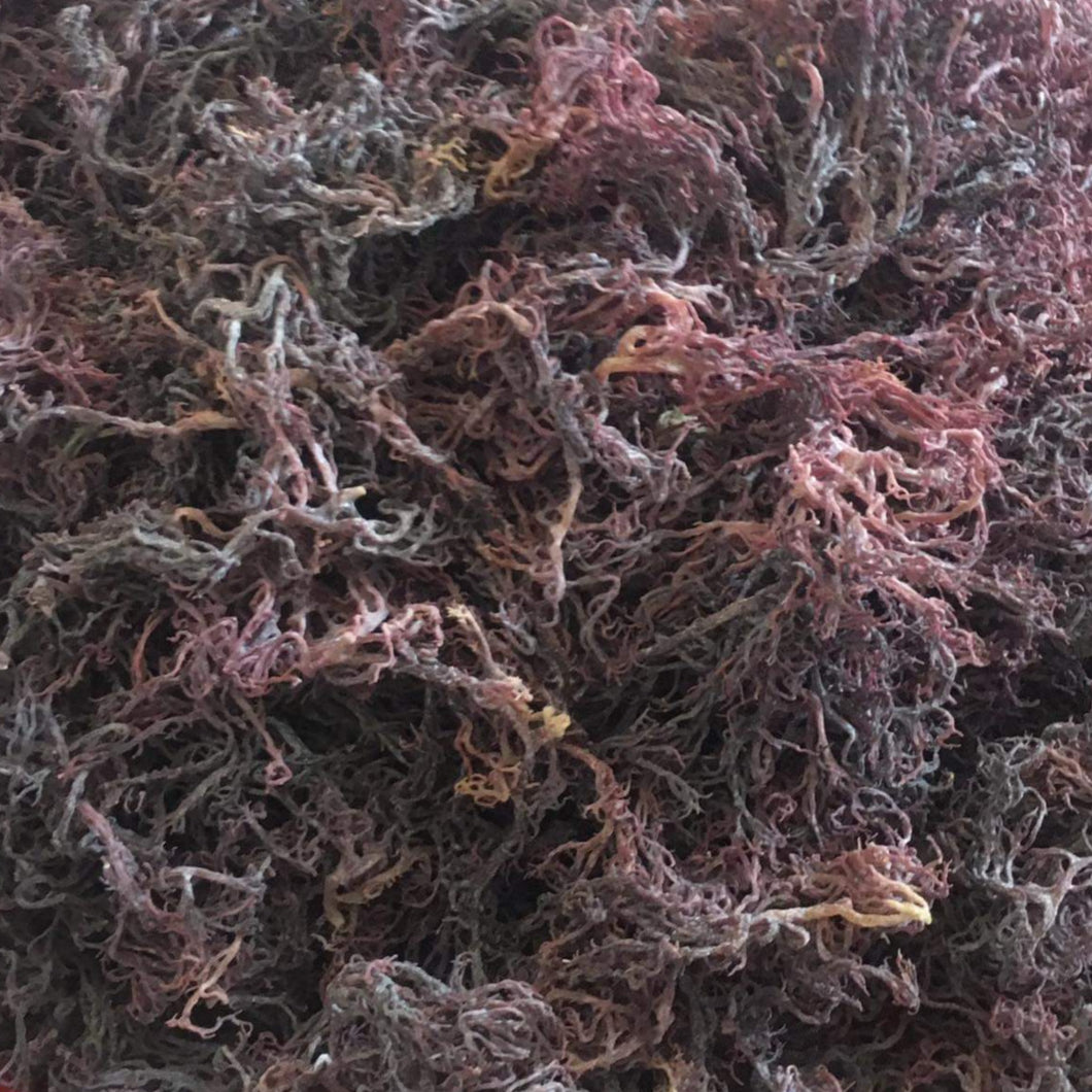 zanzibar Purple Gracilaria Sea Moss premium quality 100% Ocean Wild Harvested