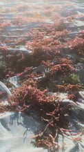 Carregar e reproduzir vídeo no visualizador da Galeria, Sea Moss Zanzibar Eucheuma Cottonii Irish moss 100% Wild Harvested Dr.sebi 1kg, 10kg, 23kg &amp; 46kg WHOLESALE
