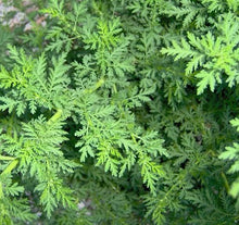 Load image into Gallery viewer, Pure 100% Dried Artemisia Annua Sweet Annie Wormwood Tea Medicinal Herb 1kg 500g
