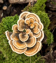 Load image into Gallery viewer, TURKEY TAIL MUSHROOM Extract Powder premium quality Wild Harvested
