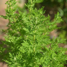 Load image into Gallery viewer, Artemisia Annua 10:1 Extract Powder 100% Pure Sweet Wormwood
