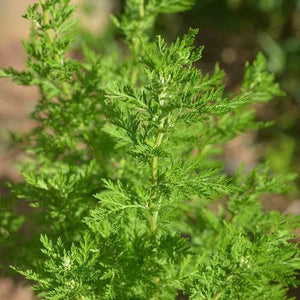 Artemisia Annua Extract Powder Artemisinin 99% Pure Sweet Wormwood