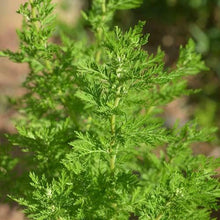 Load image into Gallery viewer, Pure 100% Dried Artemisia Annua Sweet Annie Wormwood Tea Medicinal Herb 1kg 500g
