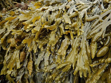 Load image into Gallery viewer, 100% Ocean Wild Harvested Bladderwrack (Fucus Vesiculosus) 1kg rockweed

