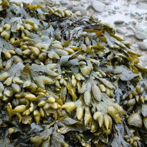 100% Ocean Wild Harvested Bladderwrack (Fucus Vesiculosus) 1kg rockweed