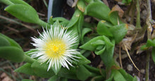 Load image into Gallery viewer, Organic Kanna Powder Fermented Sceletium Tortuosum South Africa Whole plant
