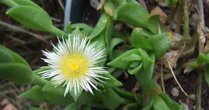 Organic Kanna Powder Fermented Sceletium Tortuosum South Africa Whole plant