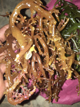 Laden Sie das Bild in den Galerie-Viewer, Sea Moss Zanzibar Eucheuma Cottonii Irish moss 100% Wild Harvested Dr.sebi 1kg, 10kg, 23kg &amp; 46kg WHOLESALE
