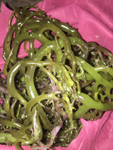 Load image into Gallery viewer, Sea Moss Zanzibar Eucheuma Cottonii Irish moss 100% Wild Harvested Dr.sebi 1kg, 10kg, 23kg &amp; 46kg WHOLESALE
