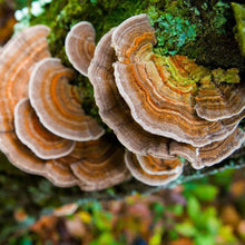 Load image into Gallery viewer, TURKEY TAIL MUSHROOM Extract Powder premium quality Wild Harvested
