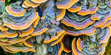 Load image into Gallery viewer, TURKEY TAIL MUSHROOM Extract Powder premium quality Wild Harvested
